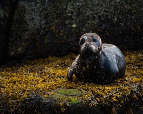 Animals on Vancouver Island