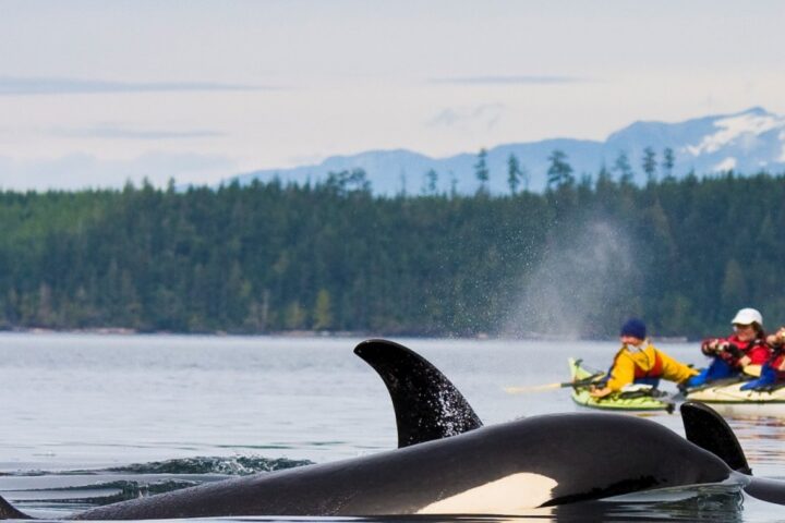 Kayaking With Orcas Vancouver Island