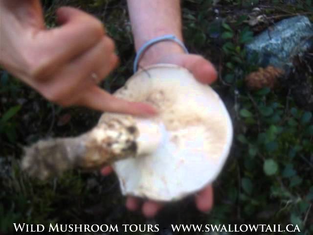 Pine Mushrooms Vancouver Island